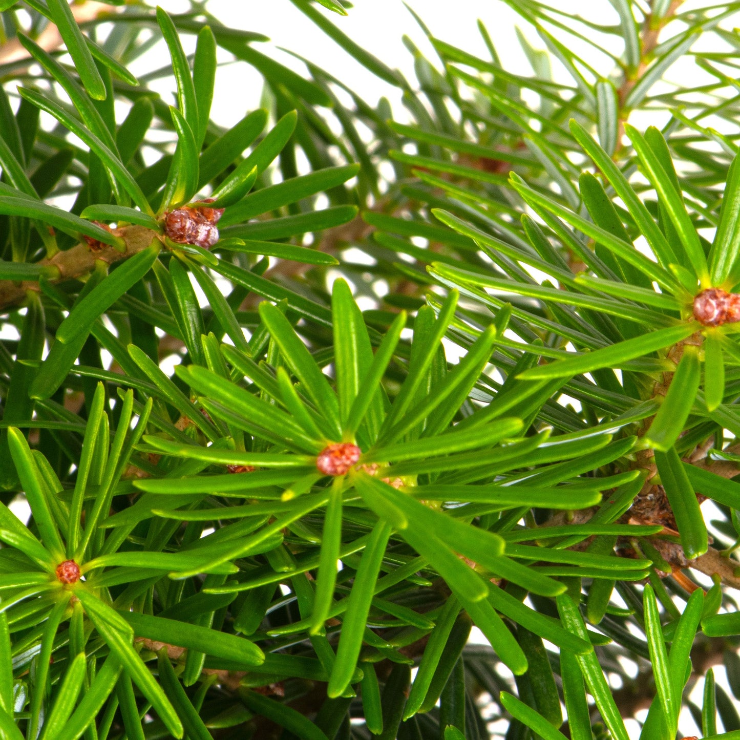 Korean Fir Small Fresh Cut Christmas Tree