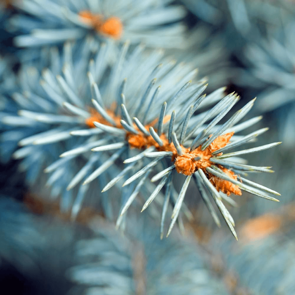 Blue Spruce Fresh Cut Christmas Tree
