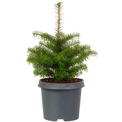 Korean Fir Small Fresh Cut Christmas Tree
