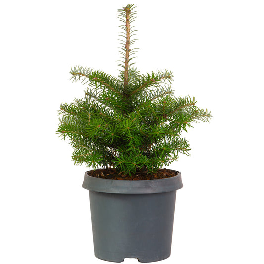 Korean Fir Small Fresh Cut Christmas Tree