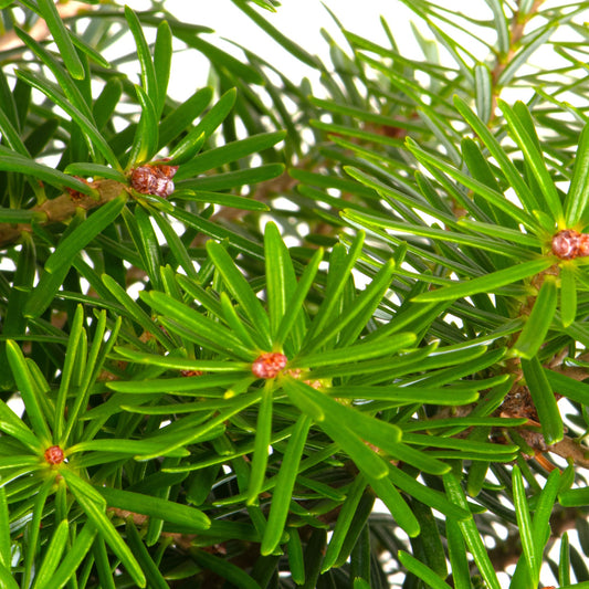 Korean Fir Small Fresh Cut Christmas Tree