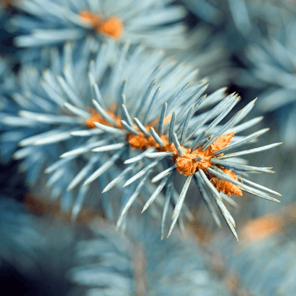 Blue Spruce Fresh Cut Christmas Tree