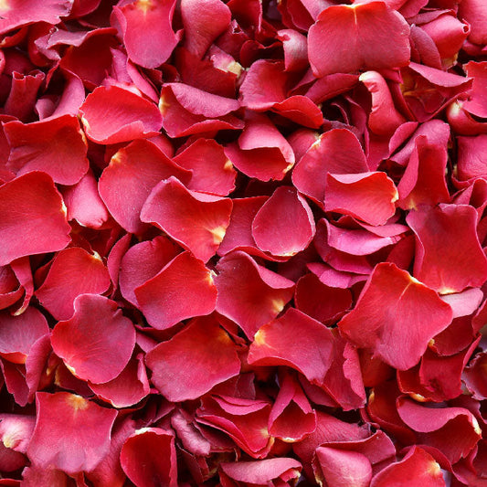 Lady in Red Rose Petals