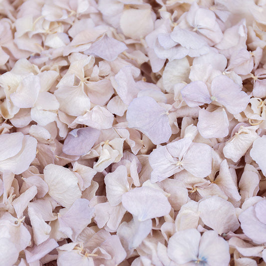Lilac Haze Hydrangea Petals
