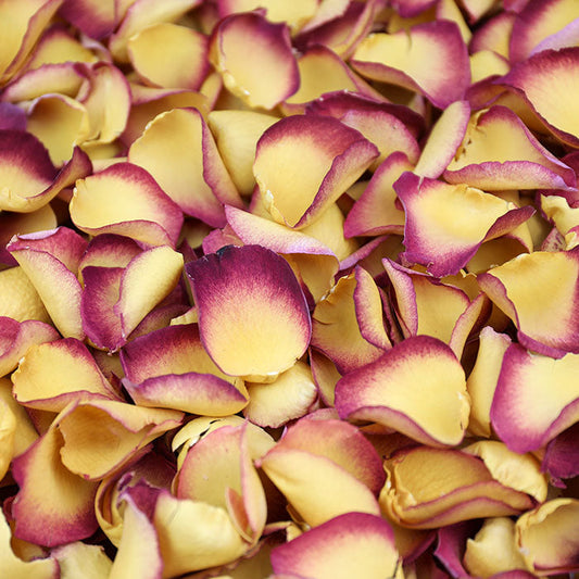 Sunset Rose Petals